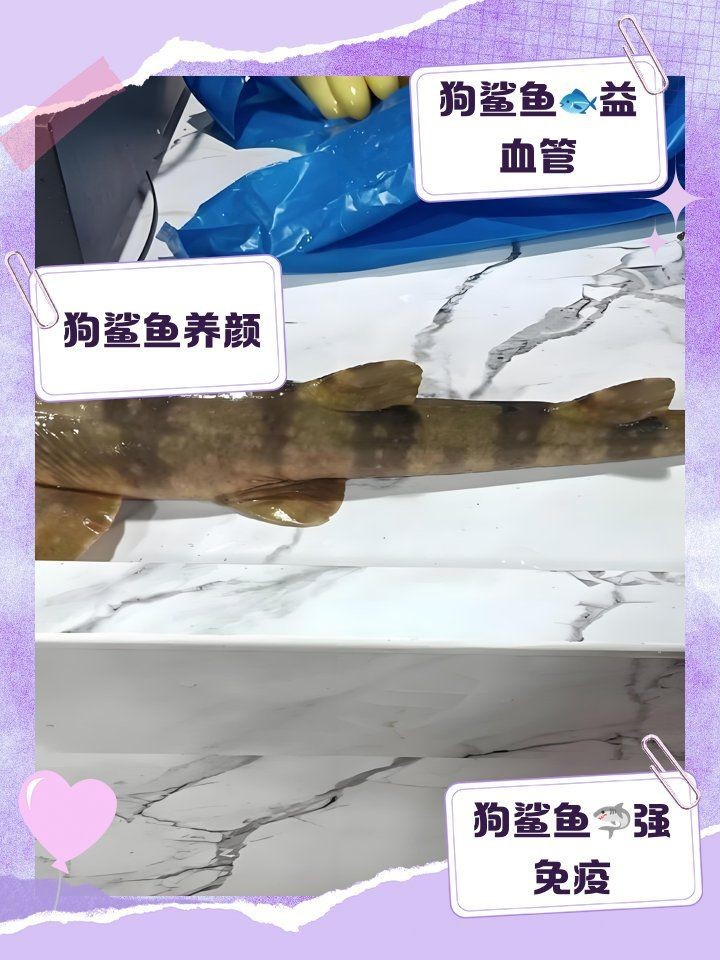 龍魚憋卵需要及時處理，龍魚憋卵護理時間表需要及時處理，龍魚憋卵后如何預防感染