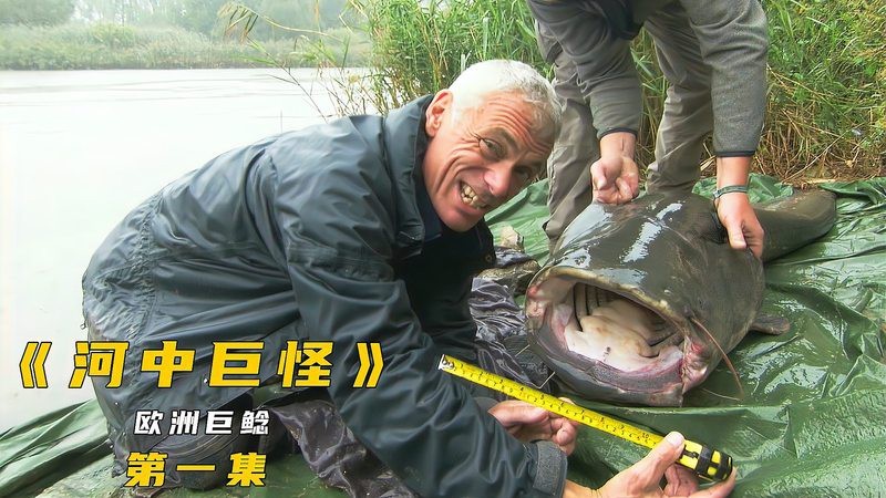 食人鯰吞人視頻【\