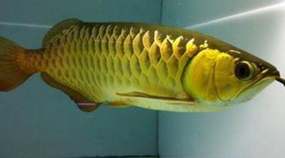 過背金龍魚還有蛋黃怎么辦【當過背金龍產卵后應立即采取以下措施：蛋黃投喂后水質管理】