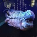 過背金龍魚還有蛋黃怎么辦【當過背金龍產卵后應立即采取以下措施：蛋黃投喂后水質管理】