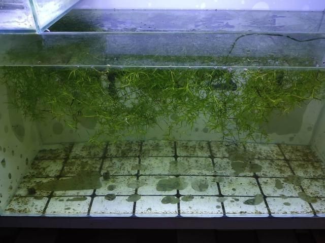 過背金龍魚還有蛋黃怎么辦【當過背金龍產卵后應立即采取以下措施：蛋黃投喂后水質管理】