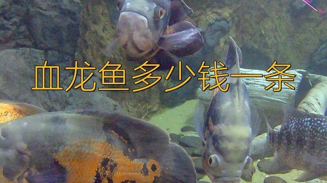 血紅龍魚的市場價(jià)格如何？【血紅龍魚價(jià)格2688貴嗎愛奇藝紅龍價(jià)格一覽表】