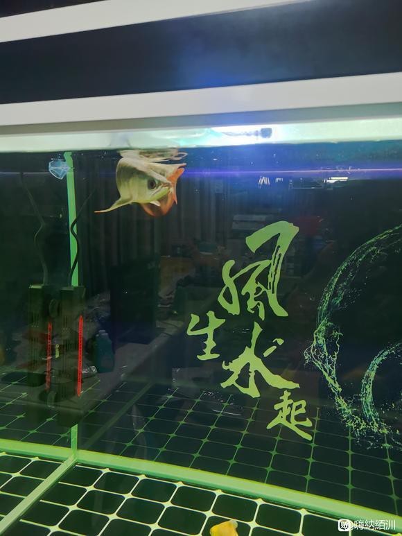 紅龍魚苗2-3厘米視頻大全【關(guān)于紅龍魚苗2-3厘米的飼養(yǎng)視頻及相關(guān)信息】 紅龍魚苗2-3厘米視頻大全【關(guān)于紅龍魚苗2-3厘米的飼養(yǎng)視頻及相關(guān)信息】 龍魚論壇 第2張