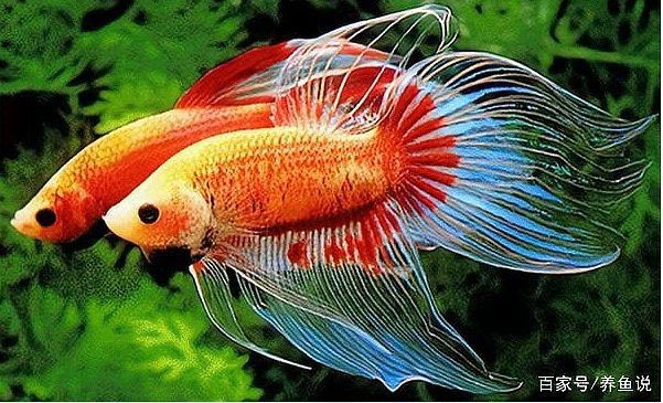 紅寶石魚咬架是怎么回事【紅寶石魚為什么會(huì)咬架】 紅寶石魚咬架是怎么回事【紅寶石魚為什么會(huì)咬架】 龍魚論壇 第1張