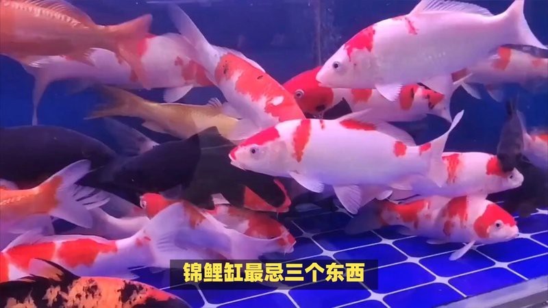 龍擺件放魚缸里最忌三種東西【關(guān)于龍擺件放置魚缸的風(fēng)水禁忌】