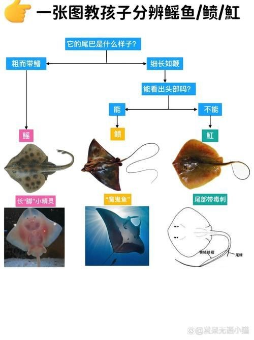 魟魚和鰩魚圖片對(duì)比（[需手動(dòng)填充]魚和鰩魚的區(qū)別）