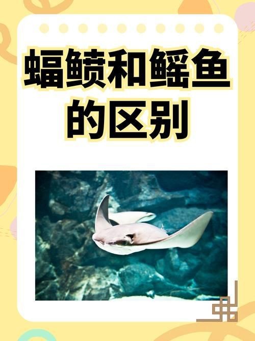 魟魚和鰩魚圖片對(duì)比（[需手動(dòng)填充]魚和鰩魚的區(qū)別）