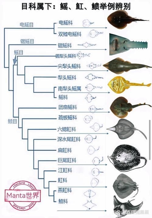 魟魚和鰩魚圖片對(duì)比（[需手動(dòng)填充]魚和鰩魚的區(qū)別）