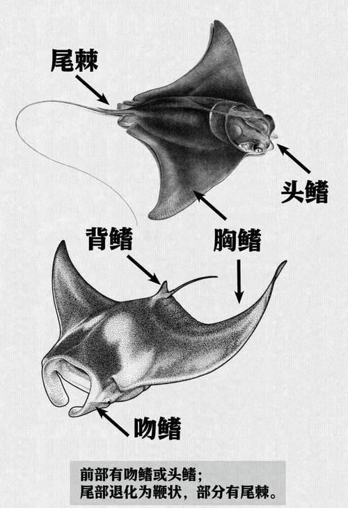 魟魚和鰩魚圖片對(duì)比（[需手動(dòng)填充]魚和鰩魚的區(qū)別）