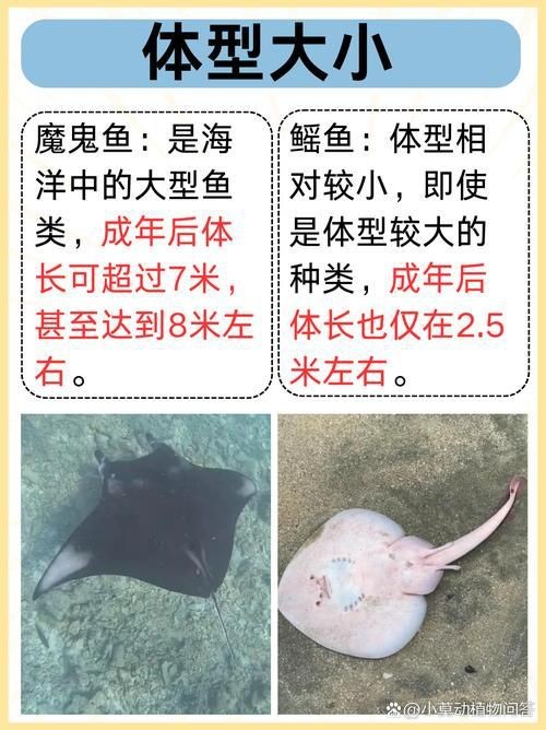 魟魚和鰩魚圖片對(duì)比（[需手動(dòng)填充]魚和鰩魚的區(qū)別）