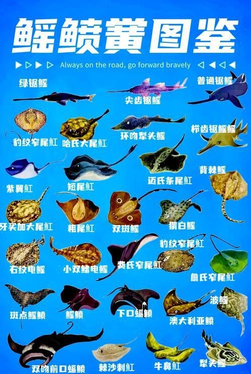 魟魚和鰩魚圖片對(duì)比（[需手動(dòng)填充]魚和鰩魚的區(qū)別）