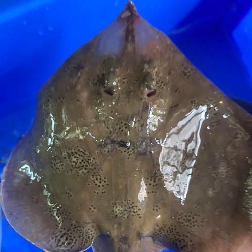 魟魚和鰩魚圖片對(duì)比（[需手動(dòng)填充]魚和鰩魚的區(qū)別）