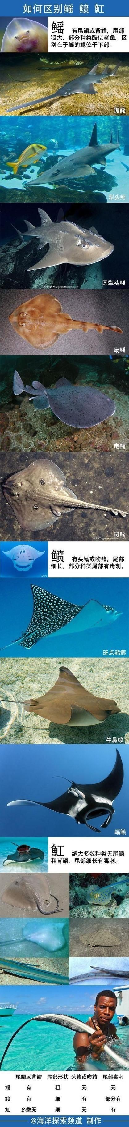 魟魚和鰩魚圖片對(duì)比（[需手動(dòng)填充]魚和鰩魚的區(qū)別）