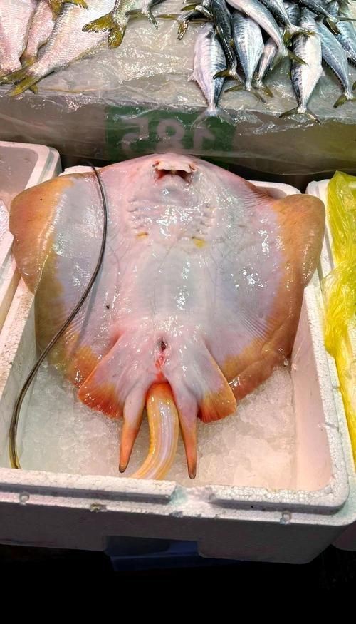 魟魚和鰩魚圖片對(duì)比（[需手動(dòng)填充]魚和鰩魚的區(qū)別）
