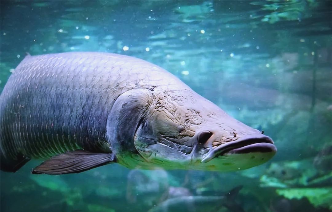 十大酸性魚排名（2025全球十大酸性魚top5亞馬遜巨鲇到尼羅河殺手） 十大酸性魚排名（2025全球十大酸性魚top5亞馬遜巨鲇到尼羅河殺手） 龍魚論壇 第5張