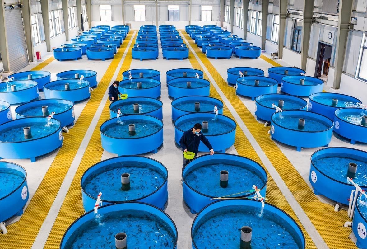 如何延長鱘龍魚的壽命？（延長鱘龍魚的壽命需結合科學飼養與環境管理）