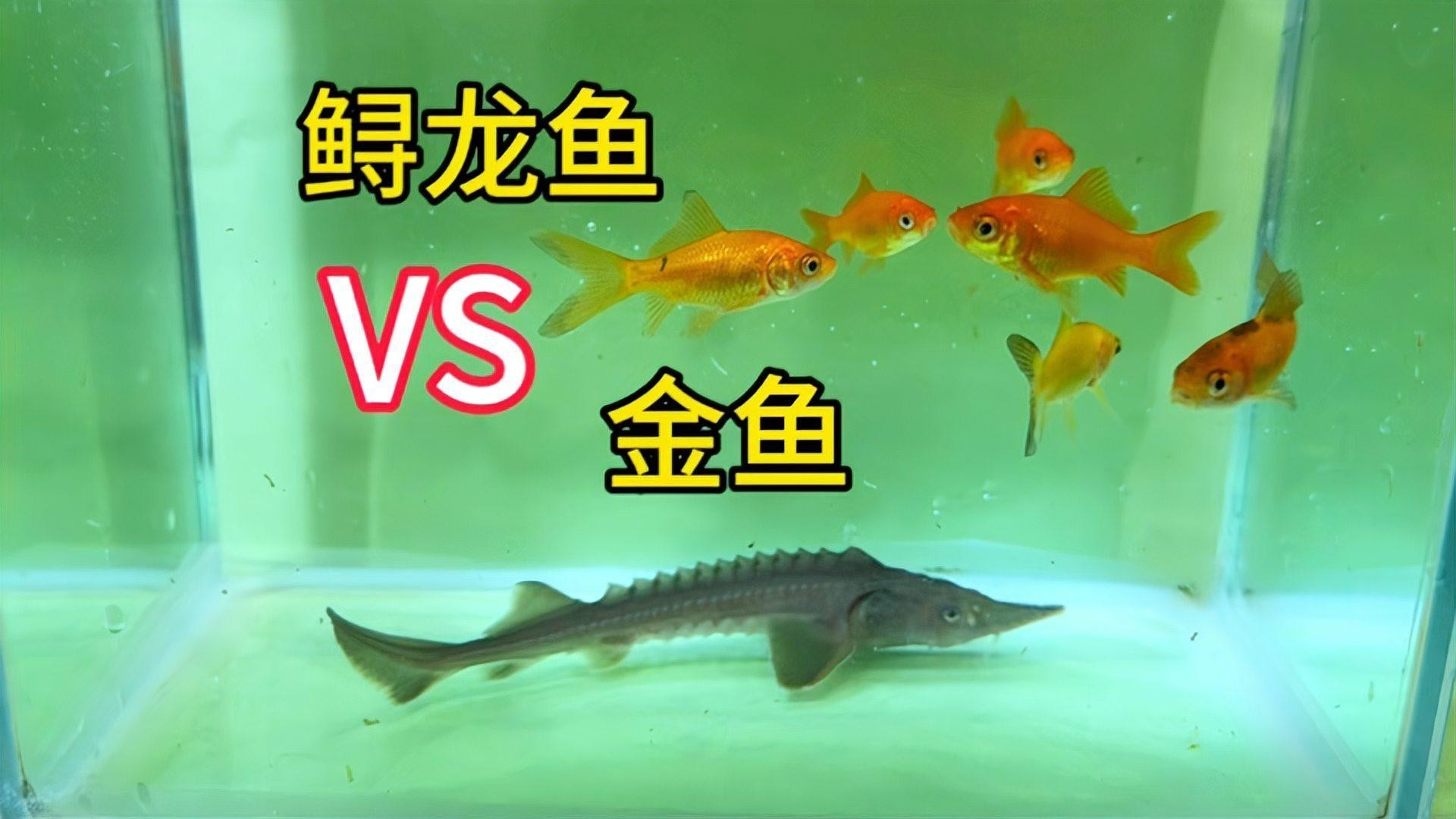 如何延長鱘龍魚的壽命？（延長鱘龍魚的壽命需結合科學飼養與環境管理）