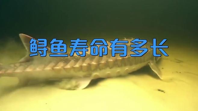 如何延長鱘龍魚的壽命？（延長鱘龍魚的壽命需結合科學飼養與環境管理）