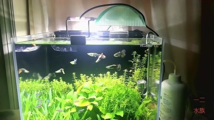 銀龍魚公母怎么分視頻大全（銀龍魚公母怎么分視頻大全圖解）（銀龍魚公母的區分）