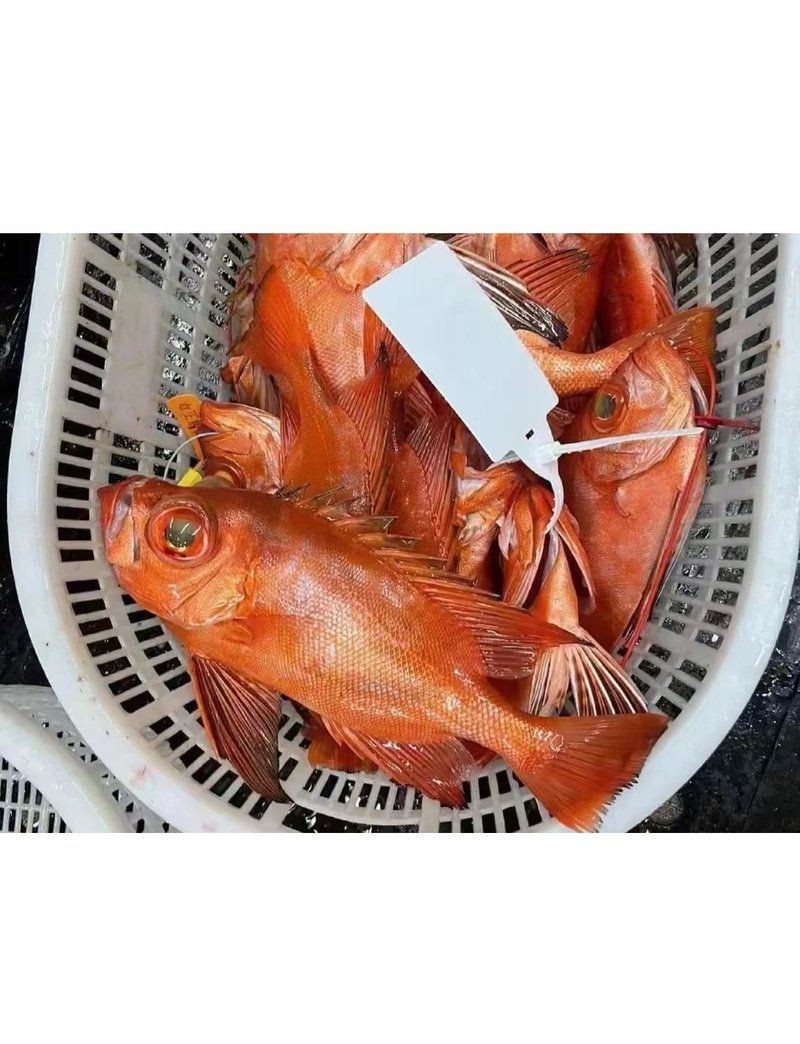 紅大眼魚的介紹(紅大眼魚是什么魚?) 龍魚論壇 第3張 紅大眼魚的介紹(紅大眼魚是什么魚?) 紅大眼魚的介紹(紅大眼魚是什么魚?) 龍魚論壇 第3張