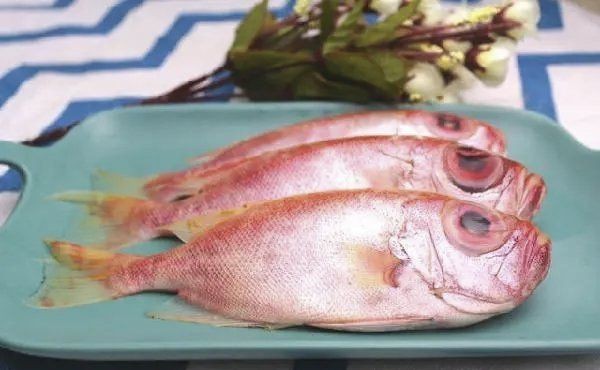 紅大眼魚的介紹(紅大眼魚是什么魚?) 龍魚論壇 第7張 紅大眼魚的介紹(紅大眼魚是什么魚?) 紅大眼魚的介紹(紅大眼魚是什么魚?) 龍魚論壇 第7張