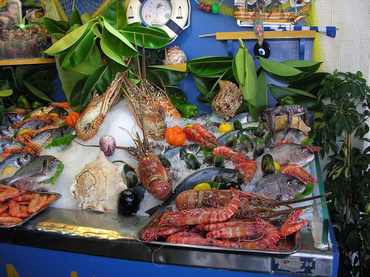 銀龍魚翹嘴怎么回事兒（銀龍魚翹嘴的好不好）（銀龍魚翹嘴怎么回事）