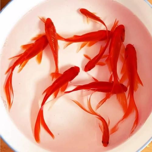 紅草魚圖片（湖南祁陽特色“紅草魚”）