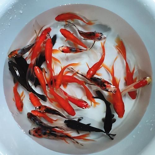 紅草魚圖片（湖南祁陽特色“紅草魚”）
