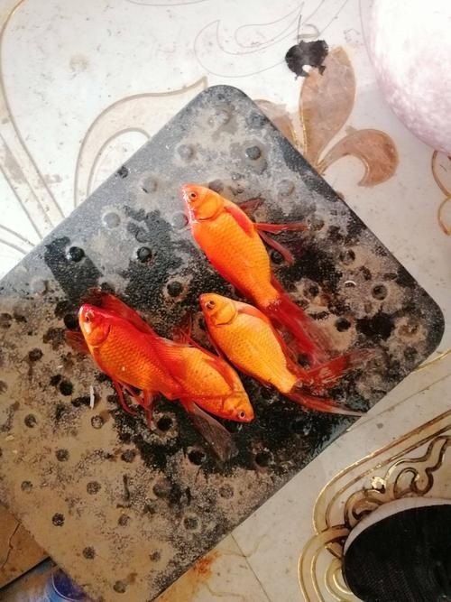 紅草魚圖片（湖南祁陽特色“紅草魚”）