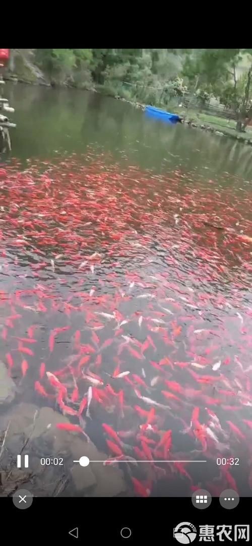 紅草魚圖片（湖南祁陽特色“紅草魚”）