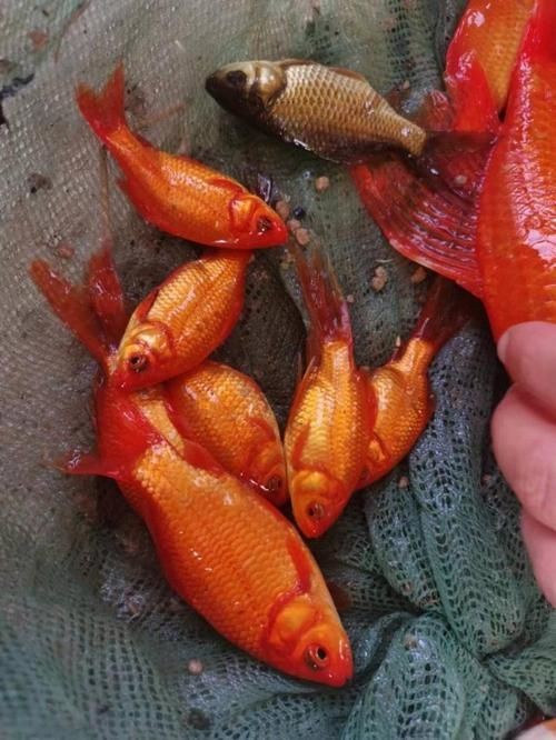 紅草魚圖片（湖南祁陽特色“紅草魚”）