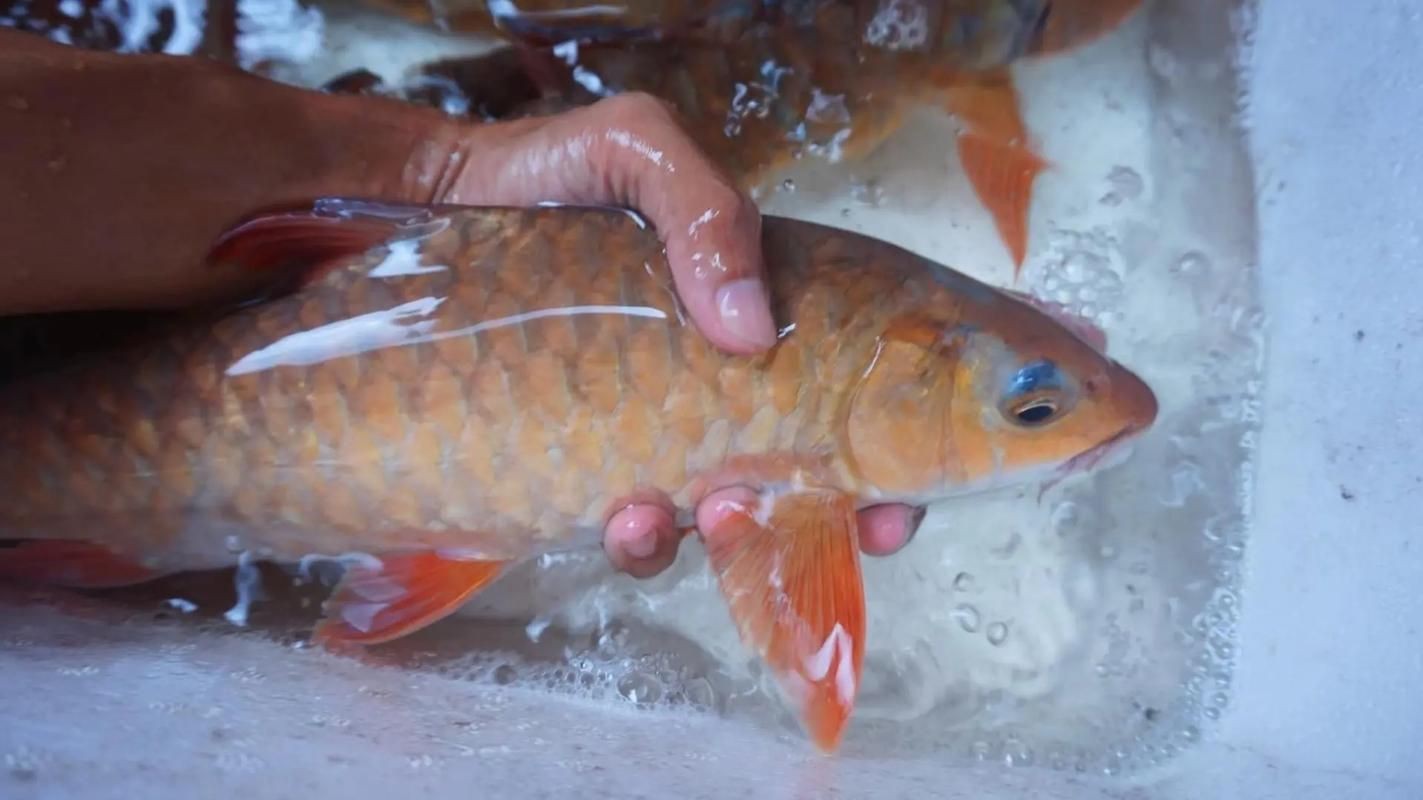 紅草魚圖片（湖南祁陽特色“紅草魚”）