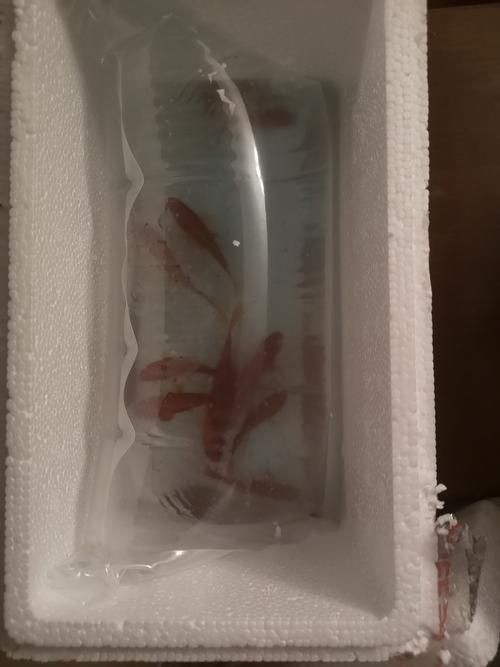 紅草魚圖片（湖南祁陽特色“紅草魚”）