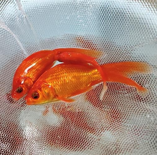 紅草魚圖片（湖南祁陽特色“紅草魚”）
