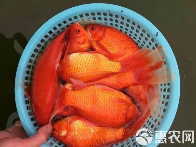 紅草魚圖片（湖南祁陽特色“紅草魚”）