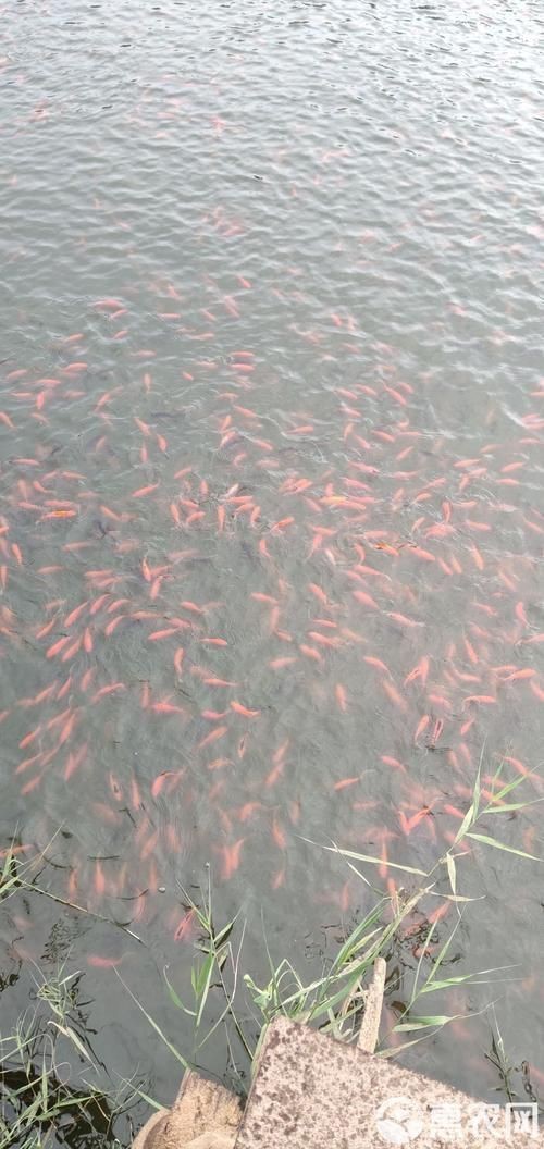紅草魚圖片（湖南祁陽特色“紅草魚”）