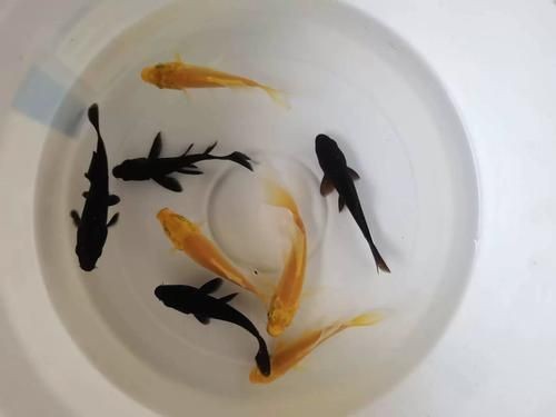 紅草魚圖片（湖南祁陽特色“紅草魚”）