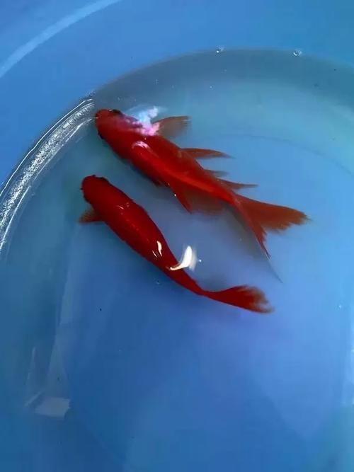 紅草魚圖片（湖南祁陽特色“紅草魚”）