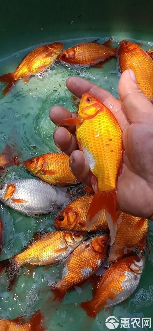 紅草魚圖片（湖南祁陽特色“紅草魚”）