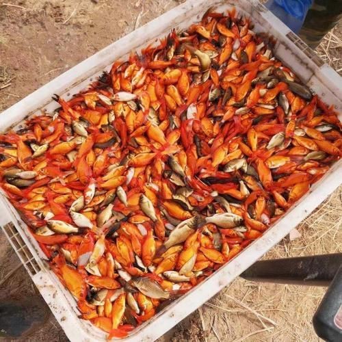 紅草魚圖片（湖南祁陽特色“紅草魚”）