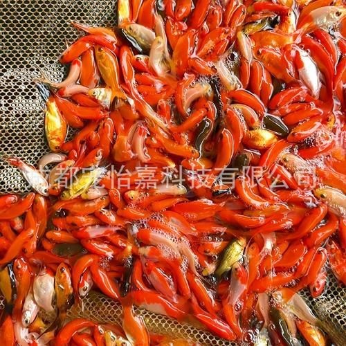 紅草魚圖片（湖南祁陽特色“紅草魚”）