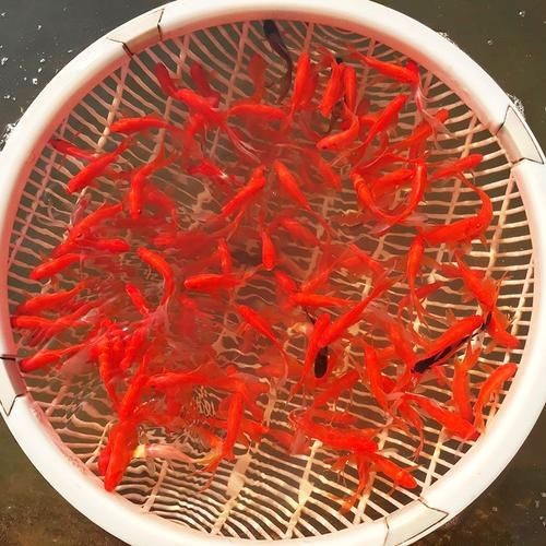 紅草魚圖片（湖南祁陽特色“紅草魚”）