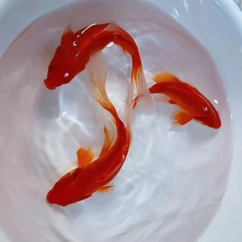 紅草魚圖片（湖南祁陽特色“紅草魚”）
