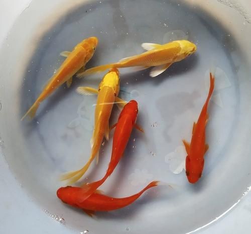紅草魚圖片（湖南祁陽特色“紅草魚”）