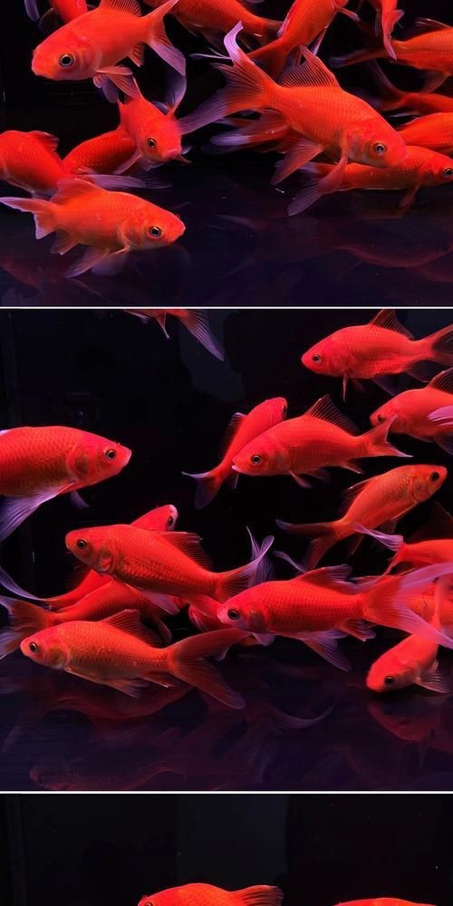 紅草魚圖片（湖南祁陽特色“紅草魚”）