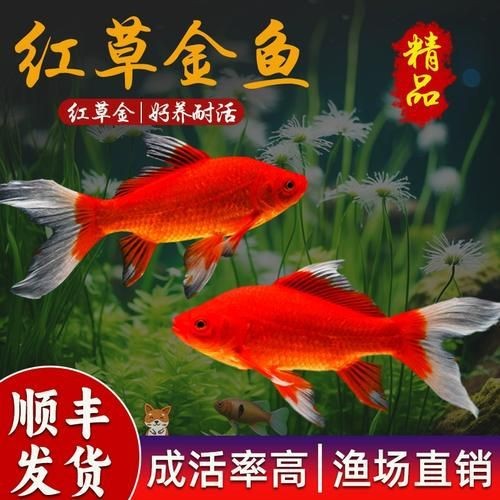 紅草魚圖片（湖南祁陽特色“紅草魚”）