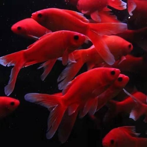 紅草魚圖片（湖南祁陽特色“紅草魚”）