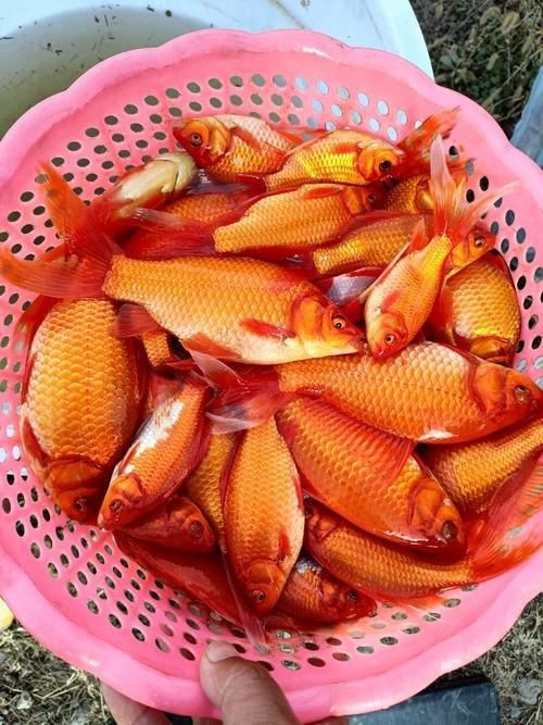 紅草魚圖片（湖南祁陽特色“紅草魚”）