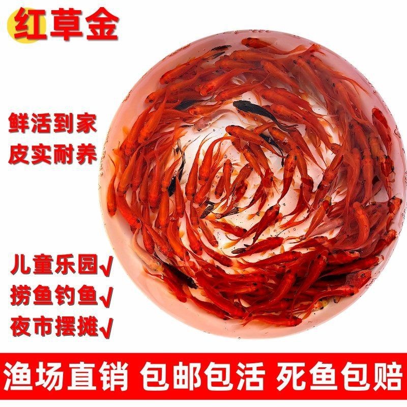紅草魚圖片（湖南祁陽特色“紅草魚”）