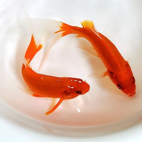 紅草魚圖片（湖南祁陽特色“紅草魚”）